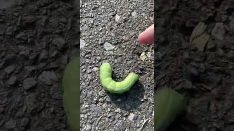 イモムシをかわいがる