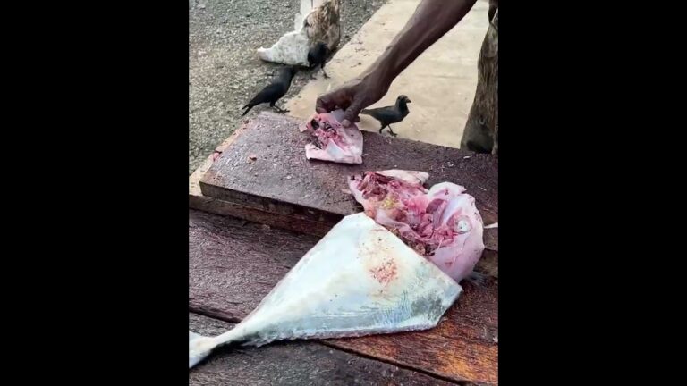 Fresh Diamond Trevally Fish Cutting into Cubes under  1 Minute