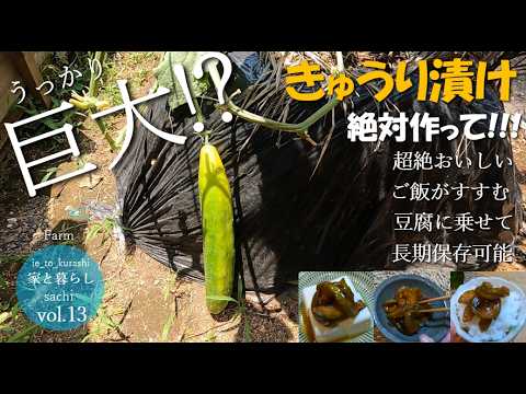 Vol.13【Farm】うっかりきゅうりが巨大化!!!これ食べられますか!?|超おすすめ絶品"キューちゃん風きゅうり漬け"｜長期保存｜ご飯がすすむ｜冷ややっこ乗せが最高｜菌ちゃん農法