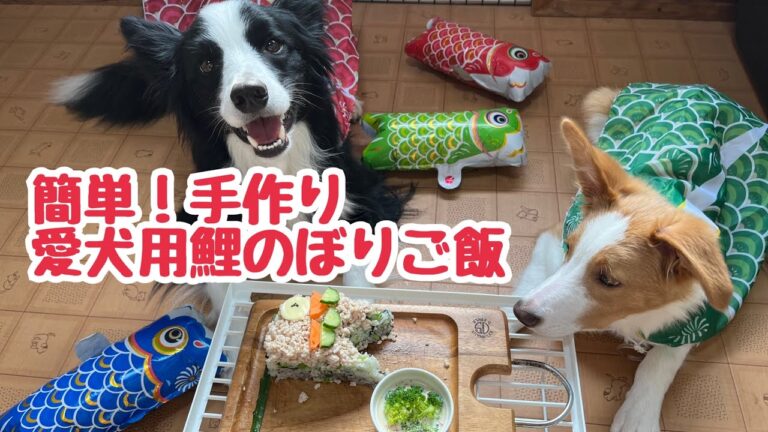 【こどもの日】愛犬に簡単手作り鯉のぼりご飯作ってみた！（インターネットレシピオリジナル版）