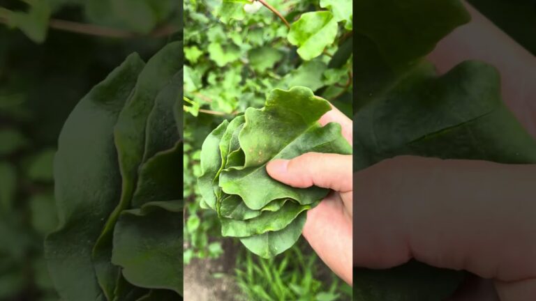 収穫したオカワカメ