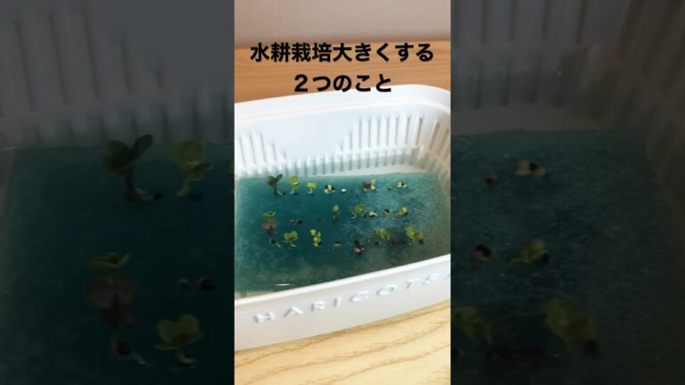 水耕栽培で大きくするために必ずする２つのことෆ˚*  #家庭菜園 #homegarden #shorts
