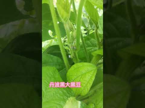 丹波枝豆＆丹波大黒豆