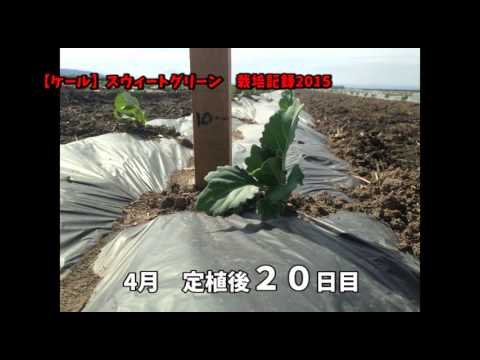 【ケール】スウィートグリーン／栽培記録2015