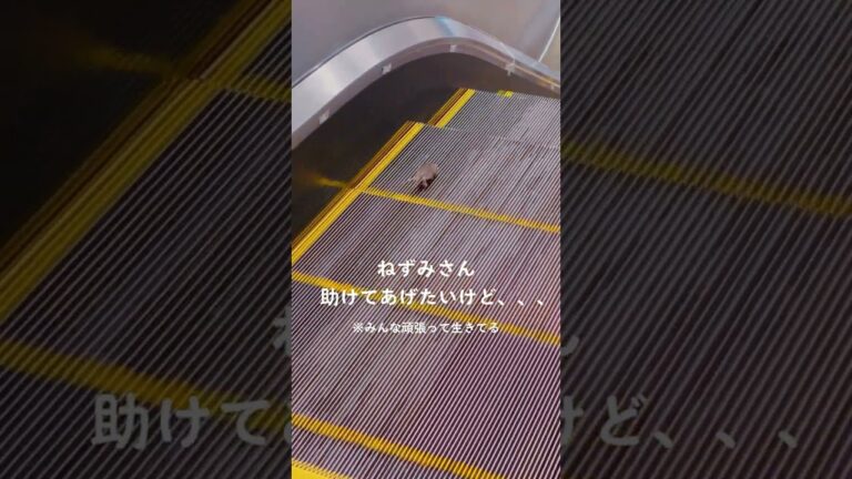 #日本 #ねずみ の爆走😅持って助けてあげたい🥲