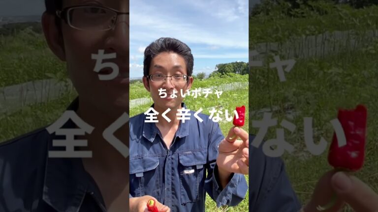 生ししとう要注意！🌶😎なぜししとうは辛くなるの？解説付※詳しくは概要欄へ。#shorts#無農薬 #ししとう#野菜のある暮らし #農家直送 #農家直送 #固定種 #湘南野菜#伝統野菜を守りたい