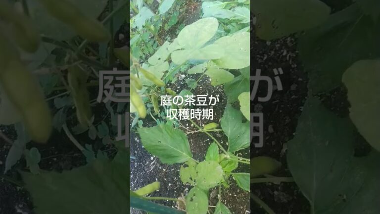 庭の茶豆を収穫したぞ～ #shortsyoutube #ポタジェガーデン
