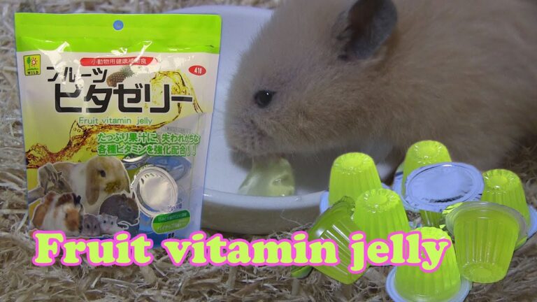 ハムスターのビタミン補給にフルーツビタゼリー　Hamster Fruit vitamin jelly