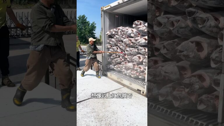 冷凍マグロの荷降ろし作業