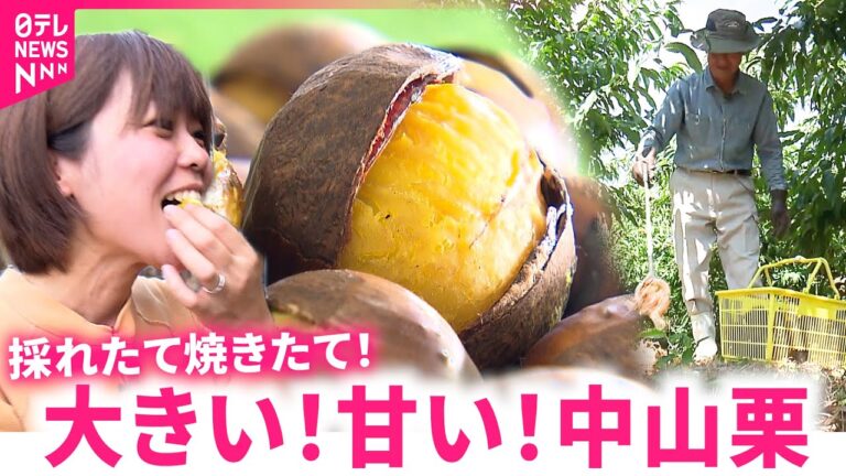【栗】今年は上出来！大きくて甘〜い焼きたての中山栗　愛媛　NNNセレクション
