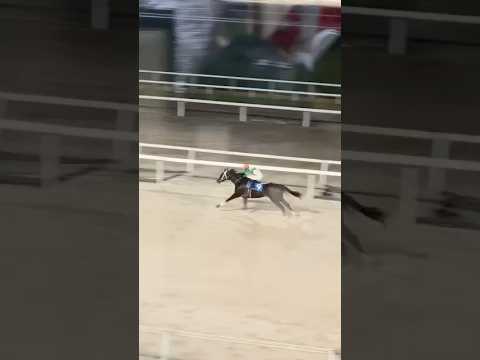 変貌/ねぎ塩豚丼 の疾走感と競走馬🏇