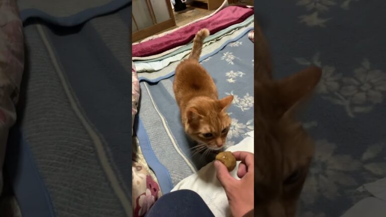 猫のチャピコに里芋の煮っ転がしあげてみた＃猫#ねこ