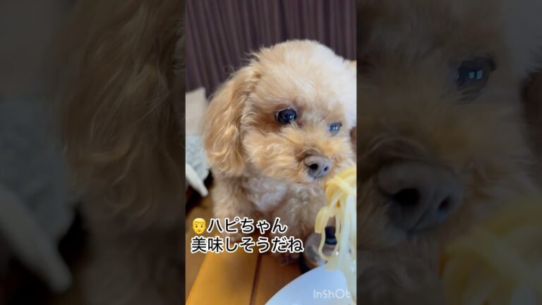 ジャージャーそうめんをおねだりする愛犬