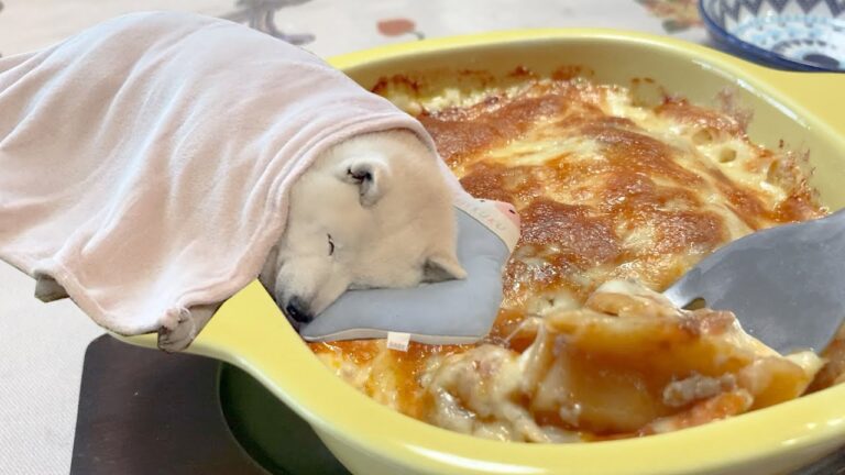 ラザニアと寝る柴犬