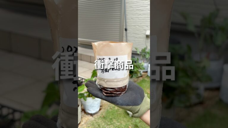 ダイソーで衝撃商品見つけた💥#家庭菜園 #家庭菜園初心者 #ダイソー #shorts