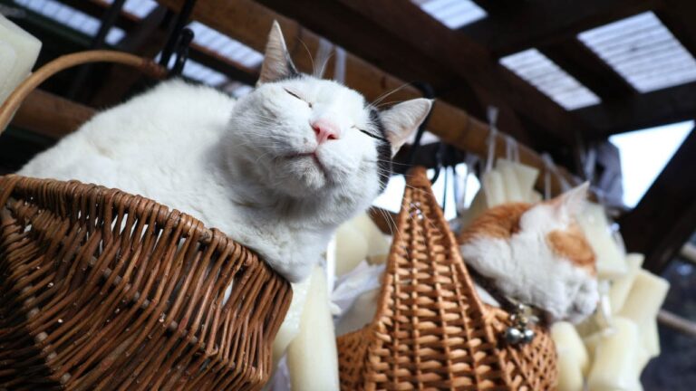 ちびちろもふと凍み大根作り　frozen radish　230125