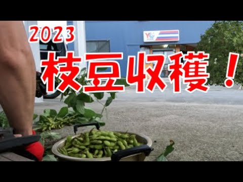 枝豆収穫２０２３