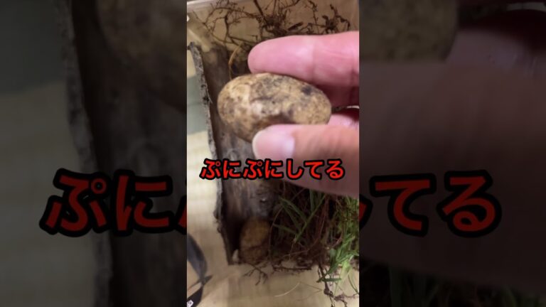 【何かのたまご】孵化させてみる #shorts #たまご #孵化