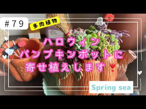 [多肉植物]#79ハロウィンパンプキンポットに寄せ植えします🌚👻🎃🕸🕷2025/9/20