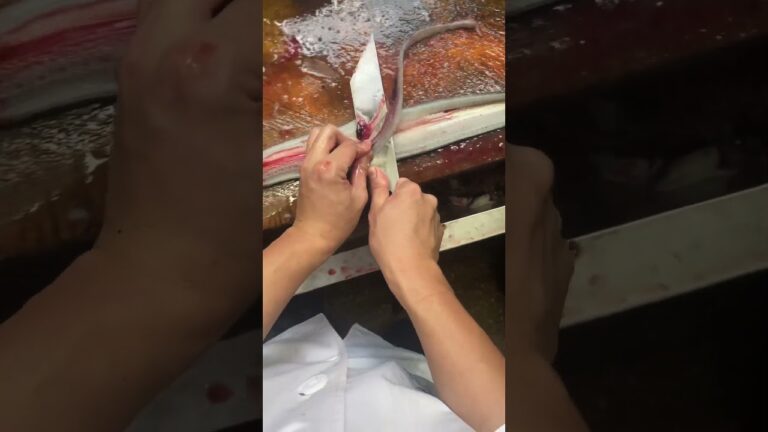 鰻職人　鰻捌き　主観ver 7月13日　part2 Japanese eel craftsman in training#鰻 #craftman