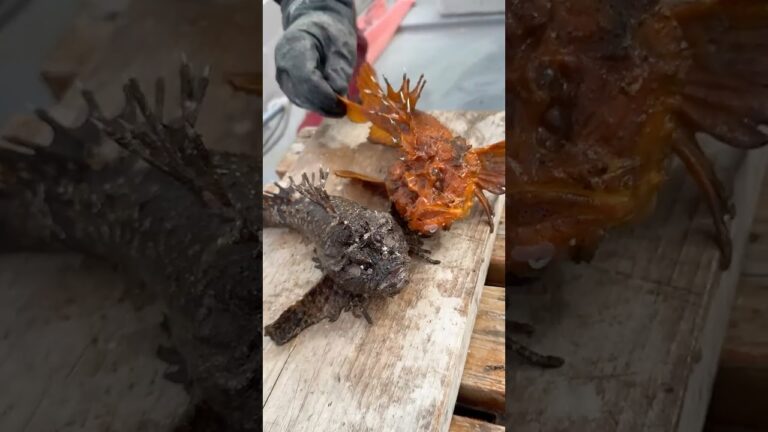 漁師めし。オニオコゼ亜種の串焼き