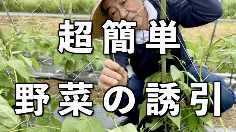 【金時豆】野菜栽培の誘引のコツ、防草シートの敷き方