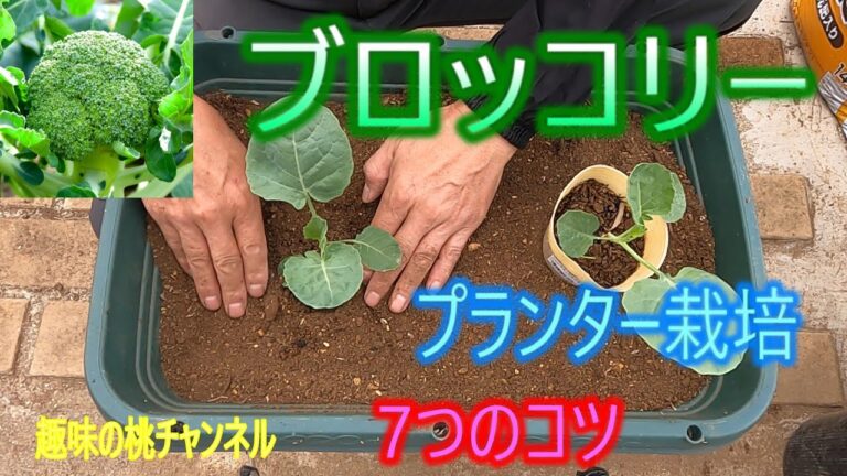 【ブロッコリー】プランター栽培　7つのコツ　25/10/4