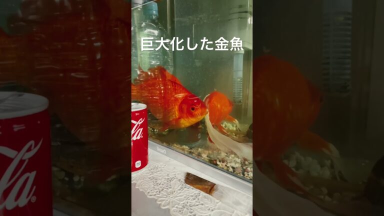 金魚すくいの金魚を数年飼育した結果、巨大化した金魚　#アクアリウム #金魚 #巨大金魚