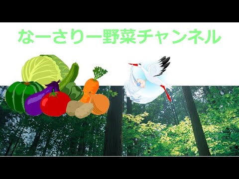 大根の収穫とゆず大根簡単レシピ。箸がとまらなくなるおいしさです。ゆずの香りがとても良い、ゆず大根はいかがでしょうか。