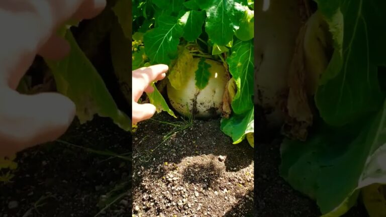 【野菜】聖護院かぶ　菜の花