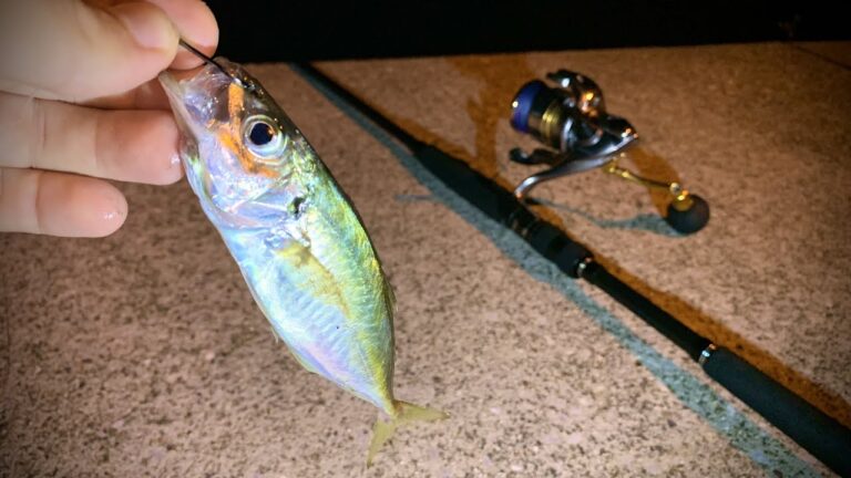 深夜の漁港に晩飯を釣りに来たはずだったのに…足元が完全に巨大魚達の巣窟だった。