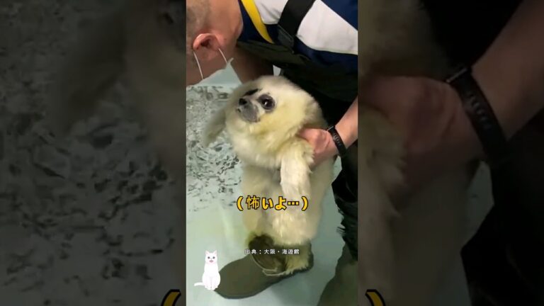 初めて泳ぎを習ったアザラシの赤ちゃん
