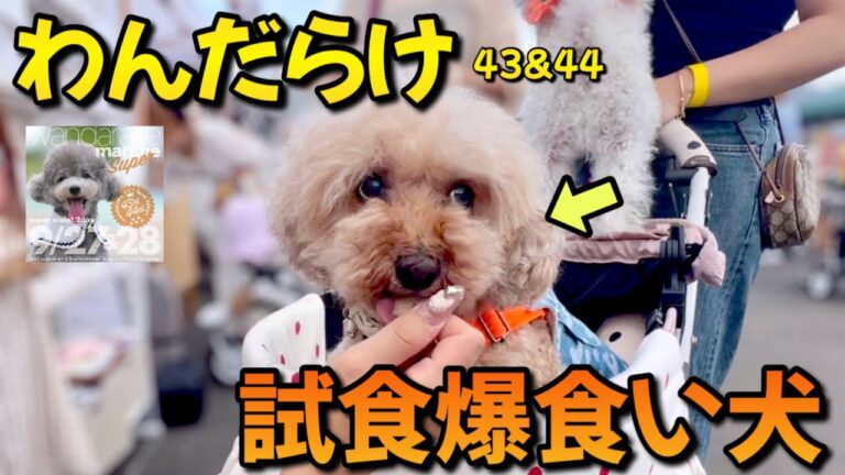 【わんだらけ】久々のイベントで大興奮！ダイエット中なのに試食爆食のトイプードルww
