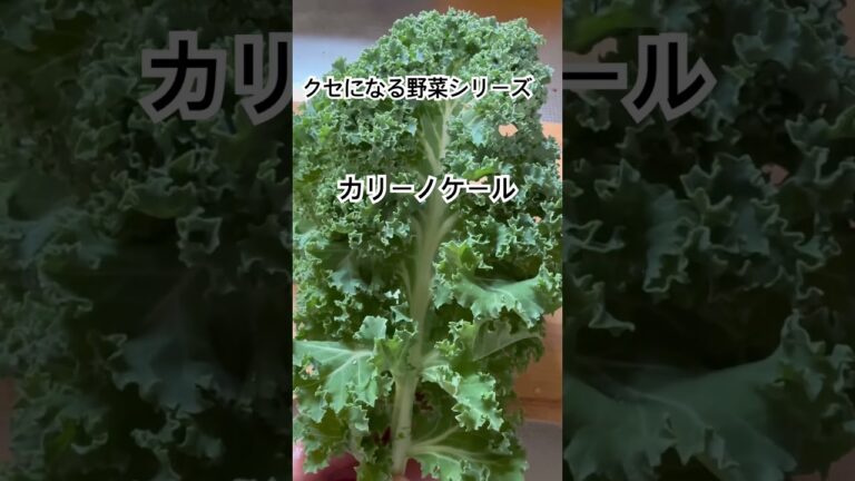 栄養たっぷりスーパー野菜#料理 #料理簡単 #料理撮影 #簡単レシピ #野菜 #野菜レシピ #ケール #カリーノケール#煮る