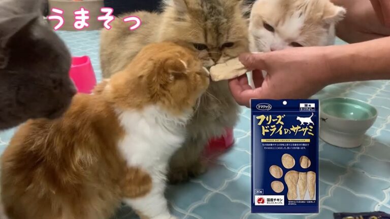 【多頭飼い】初めてのフリーズドライササミが美味しすぎて取り合いがはじまりました！【ブリティッシュショートヘア、スコティッシュフォールド、チンチラゴールデン】Cats eating scissors