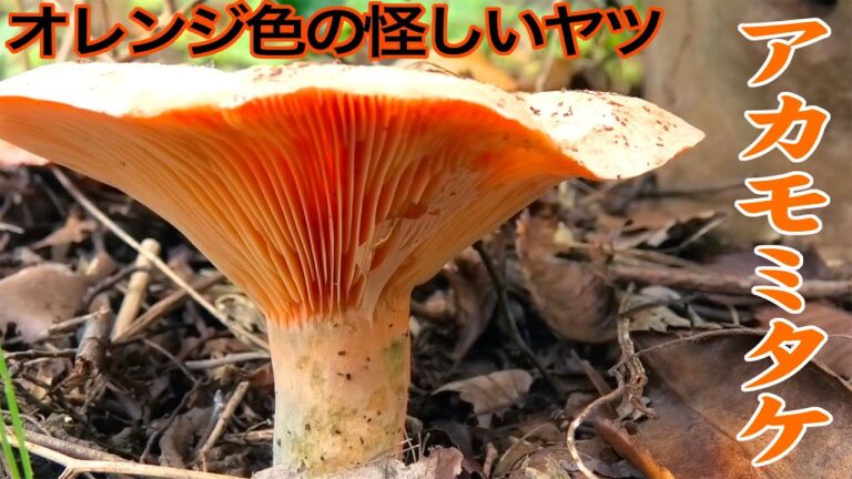 ベニタケ科のきのこアカモミタケが採れたので食べてみた