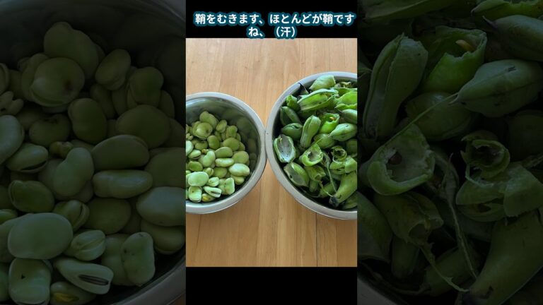 季節の料理　そら豆ご飯　（五月豆とも言うね！）