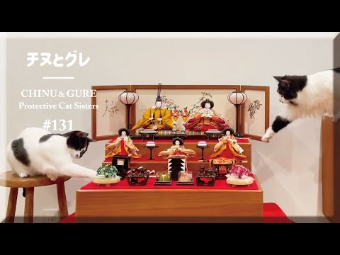雛人形をダメもとで出してみた結果...／ #猫 #保護猫 ＃チヌとグレ