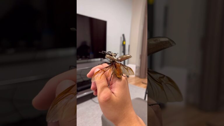 【巨大ミヤマ】飛ぶ‼️ #クワガタ #昆虫 #shorts