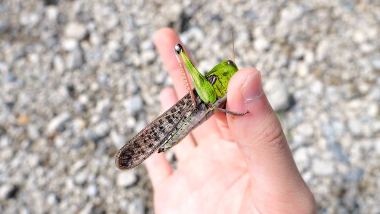 トノサマバッタ集めて天丼作ってみた