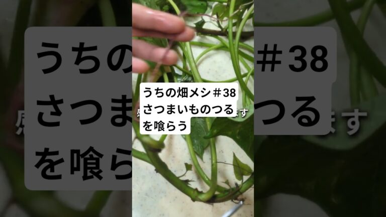 うちの畑メシ＃38サツマイモのつるのきんぴら＃農業＃農家＃サツマイモのつる＃きんぴら＃サステナブル＃料理＃Shorts