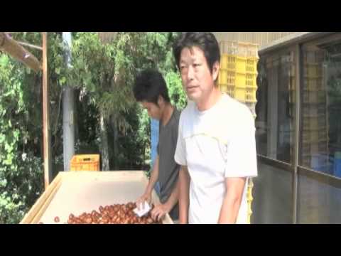 栗が新しい風を運んだ 2