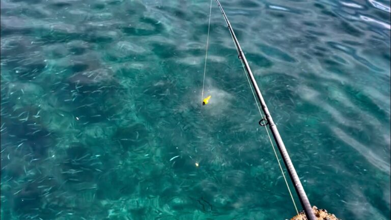 一面魚であふれた海にサビキ仕掛けを落とすと...