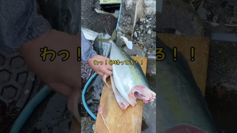 道の駅で1600円のブリ買ってきて刺身にしてみた！#ぶり #ブリ #1匹 #刺身 #大月町 #高知 #shorts