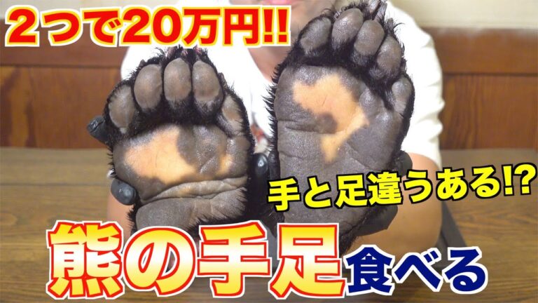 【超高級食材】熊の手と足、違いを比べてみた!!どっちが美味い!?