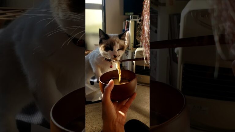 お雑煮の中のお餅に続き油揚げも狙う稲荷ちゃん😻