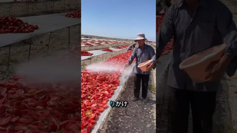 🍅 どうやって大規模な天日干しトマトを作るの？☀️