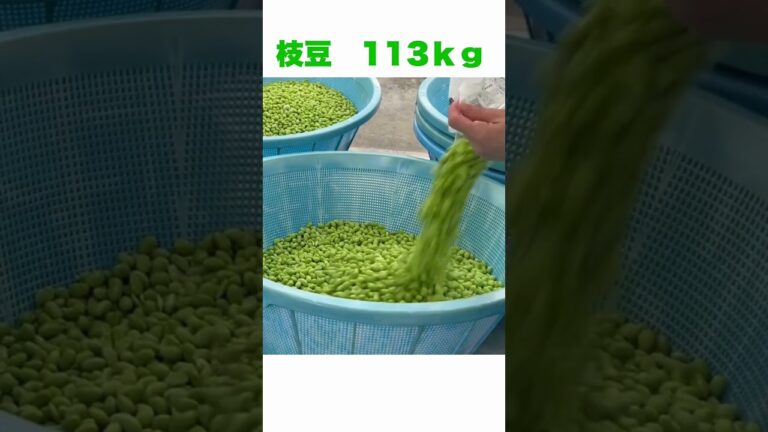 【給食の大人気おかず】サラダ人気ナンバー1！ひじきサラダ