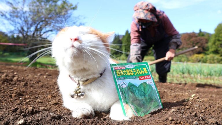 ちろとほうれん草の種まき　221109