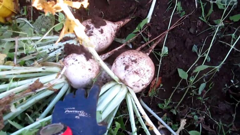 2010年１２月２２旬の聖護院大根